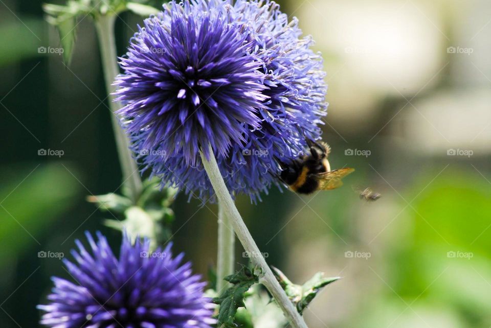 Bumble bee in purple flower