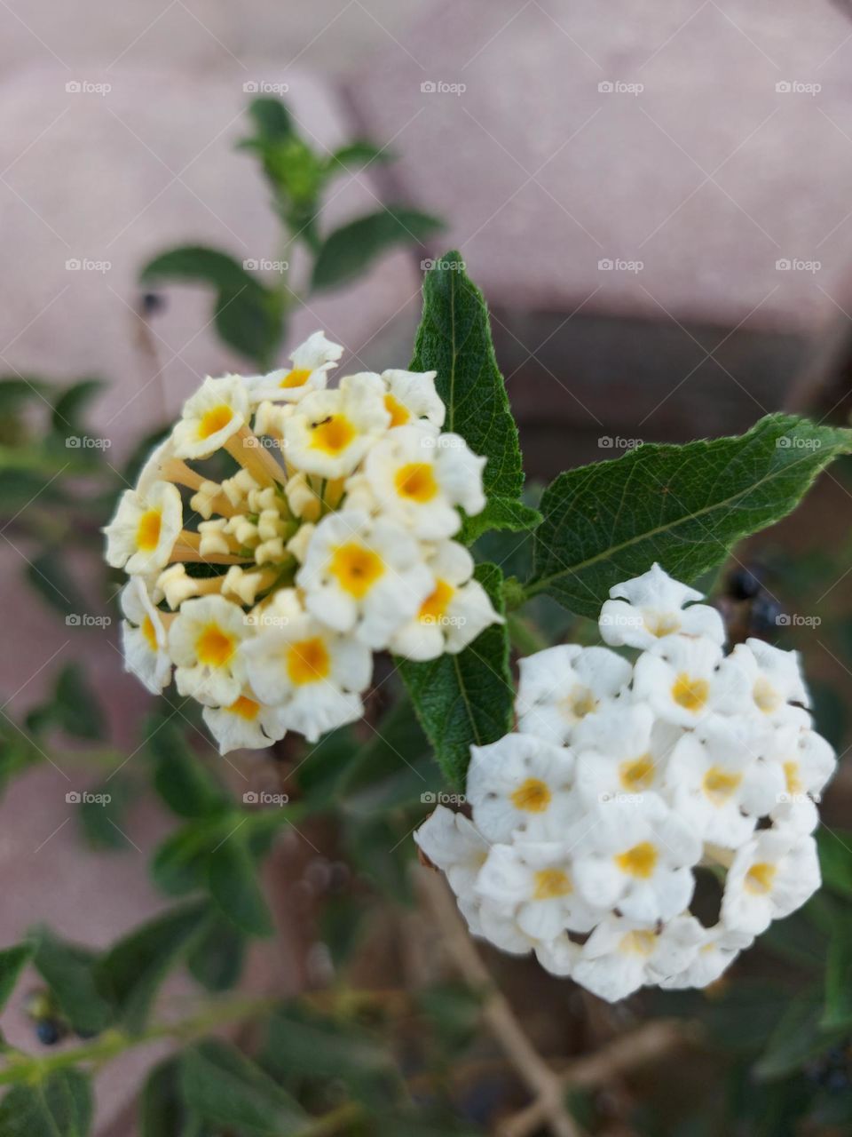 Lantana Camara