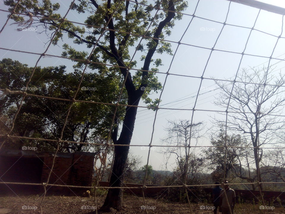 tree behind the net