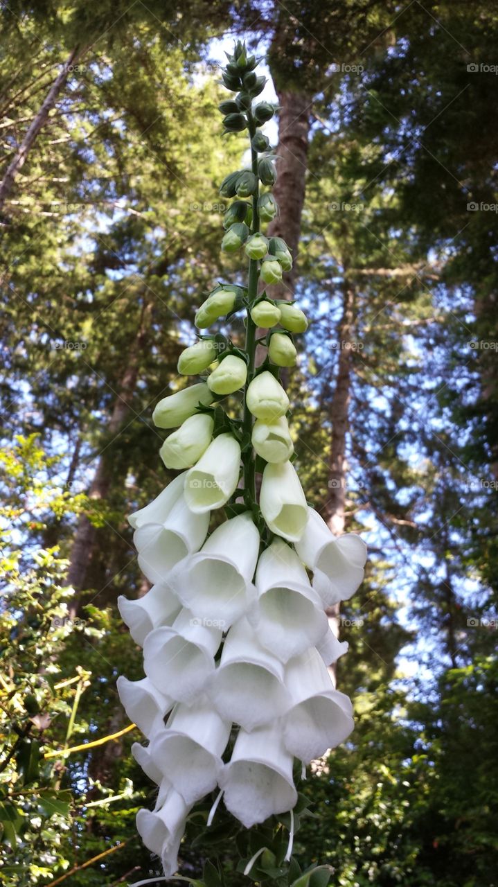 Oregon wildflower