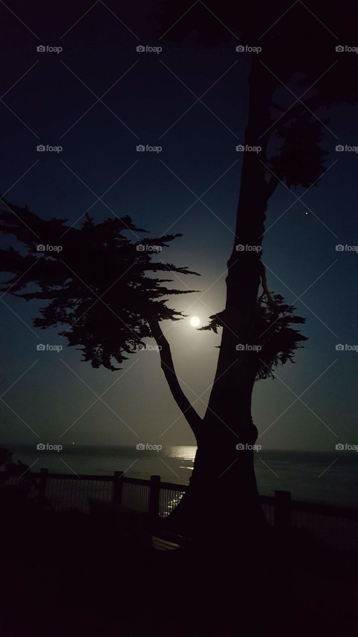 Nighttime, Tree, Moon, Ocean, Sky