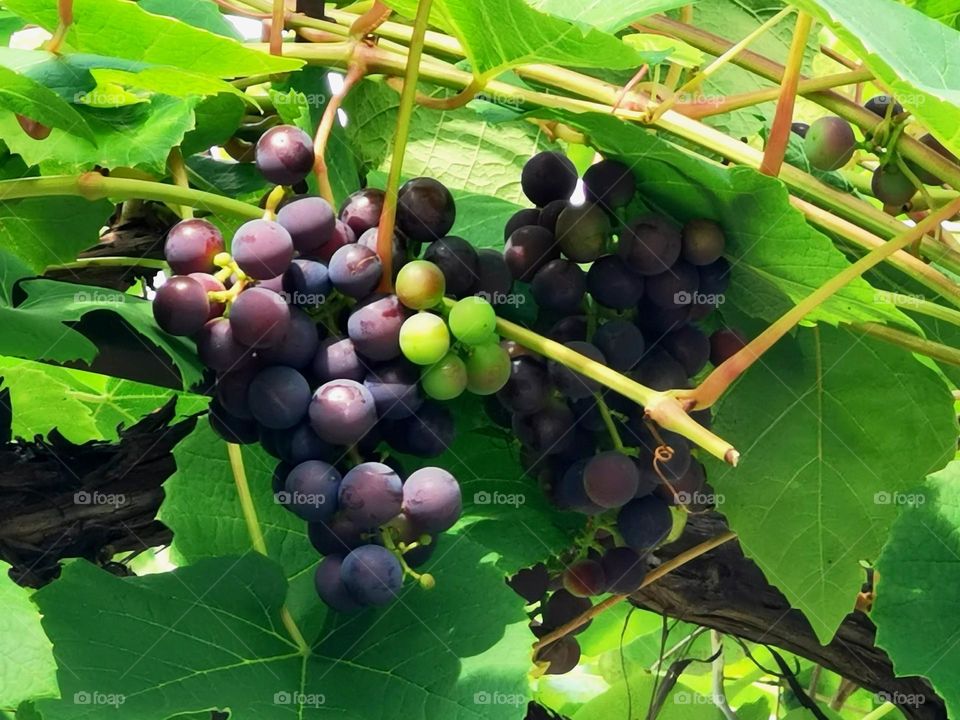 Blue grapes