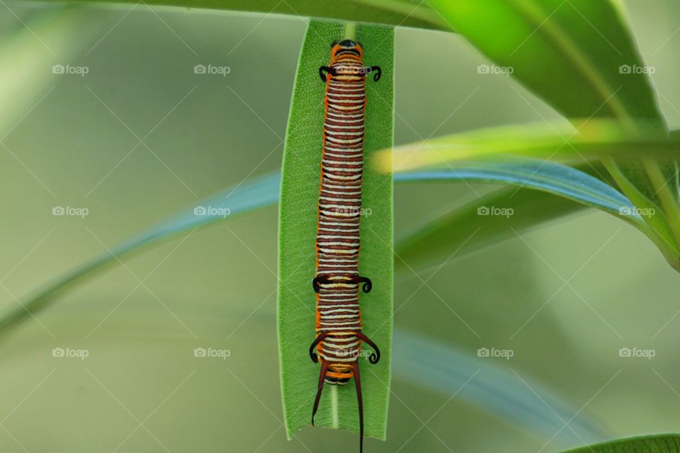 caterpillar