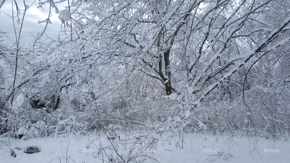 Winter, Snow, Frost, Cold, Tree