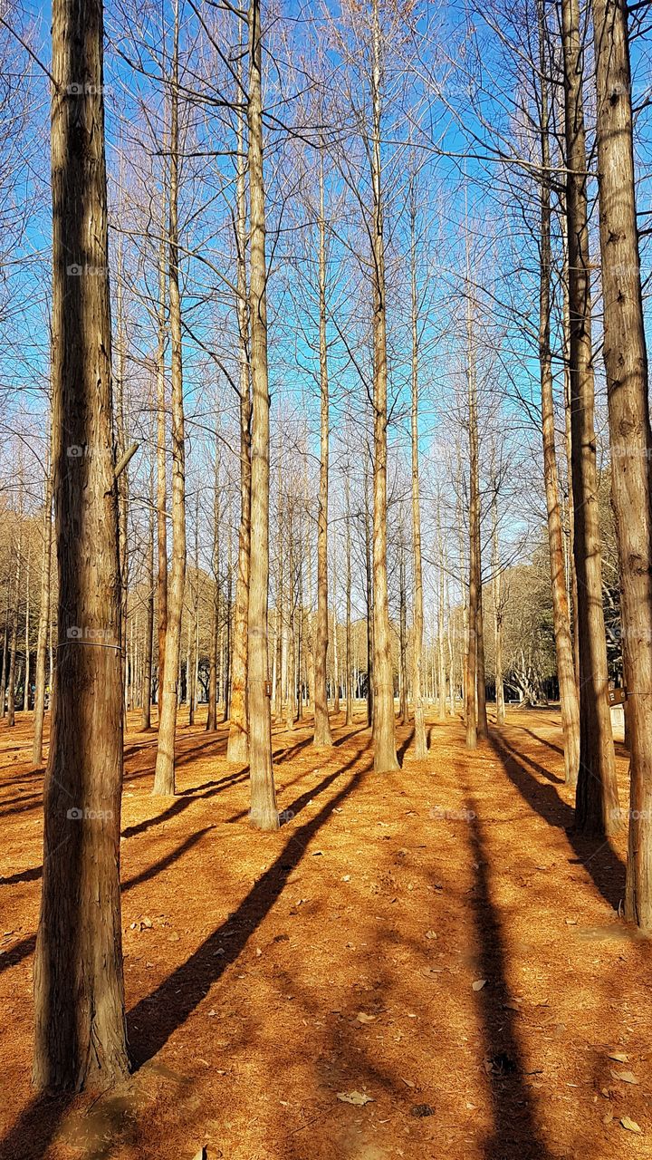 Nami Island fall season