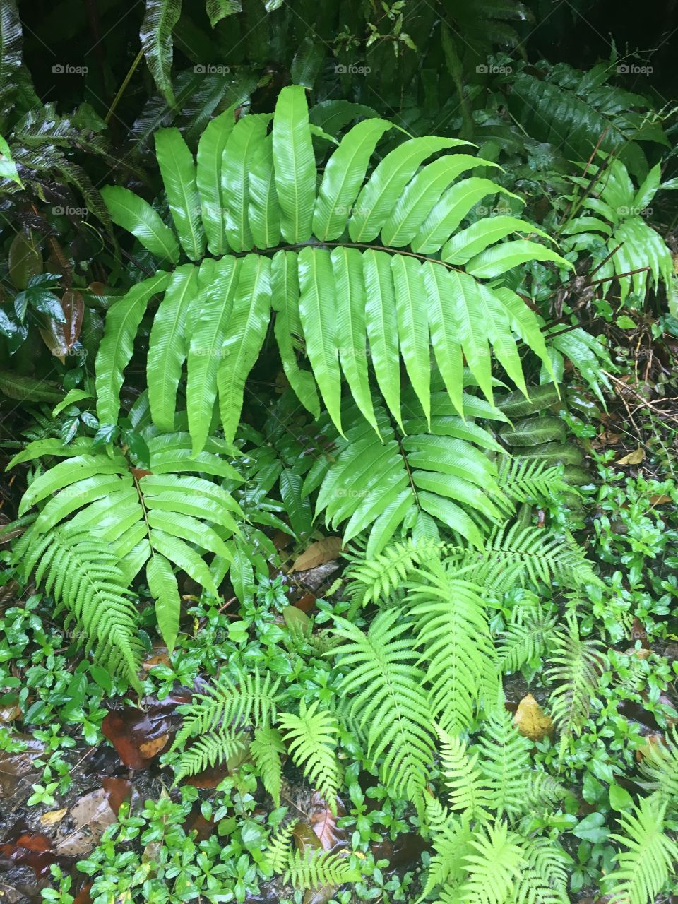 Lush leaves in the rainforest 
