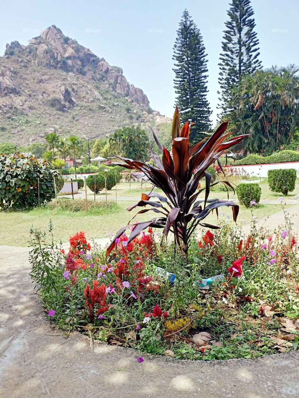 this is the picture of beautiful flowers and mountain
