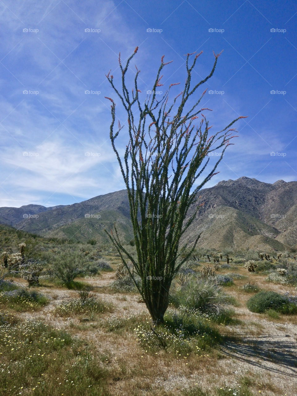 Borrego Springs, CA 
