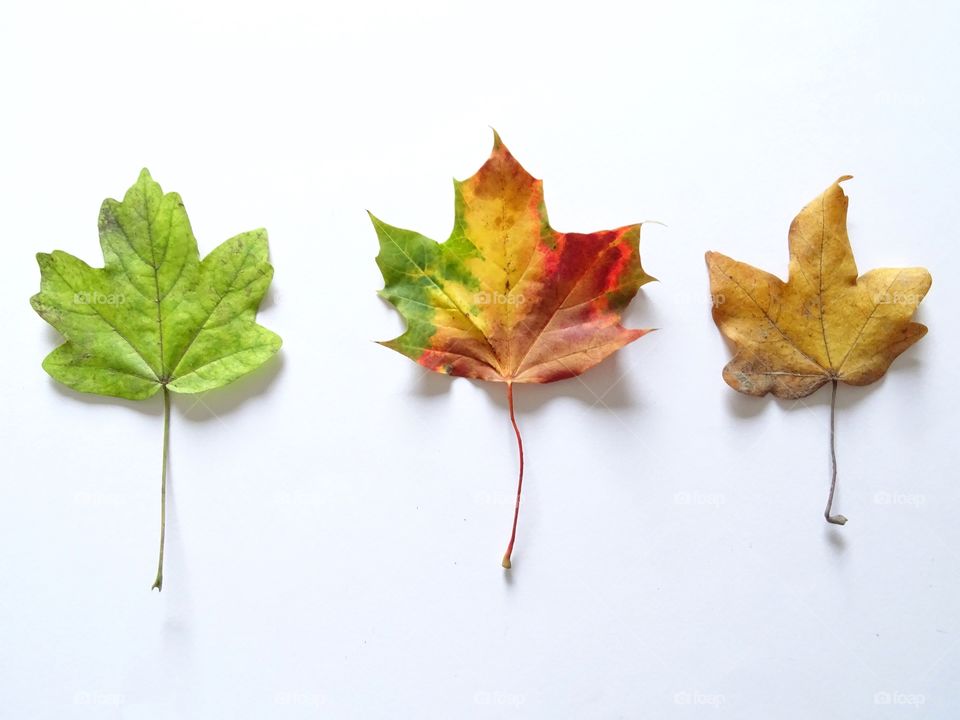 Colorful leaves