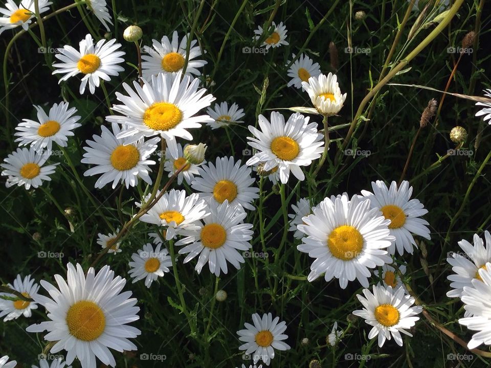 wild daisy 