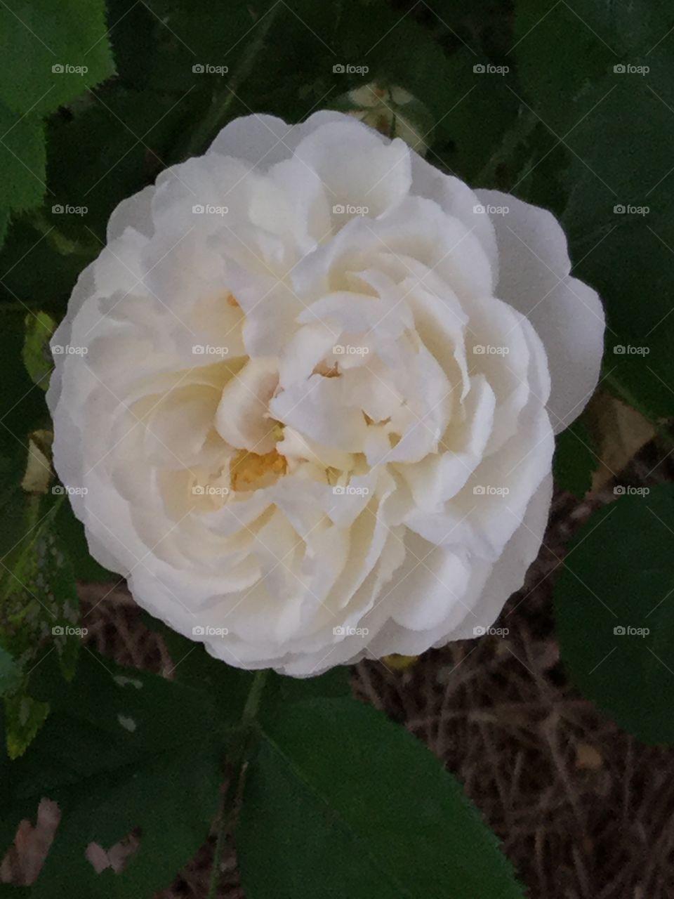 White rose