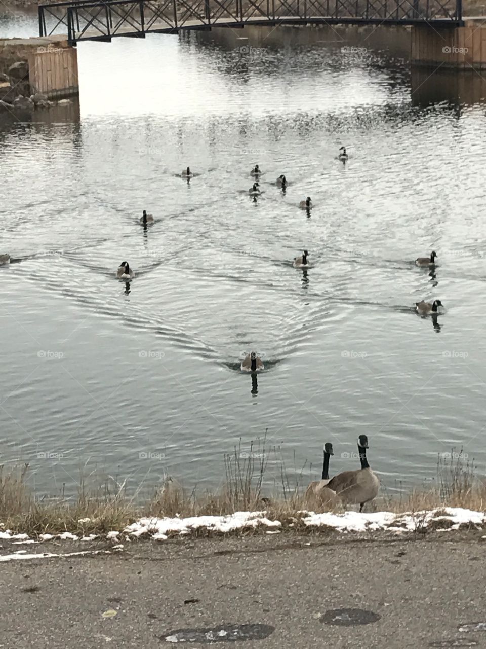 Ducks - Pagosa Springs, CO