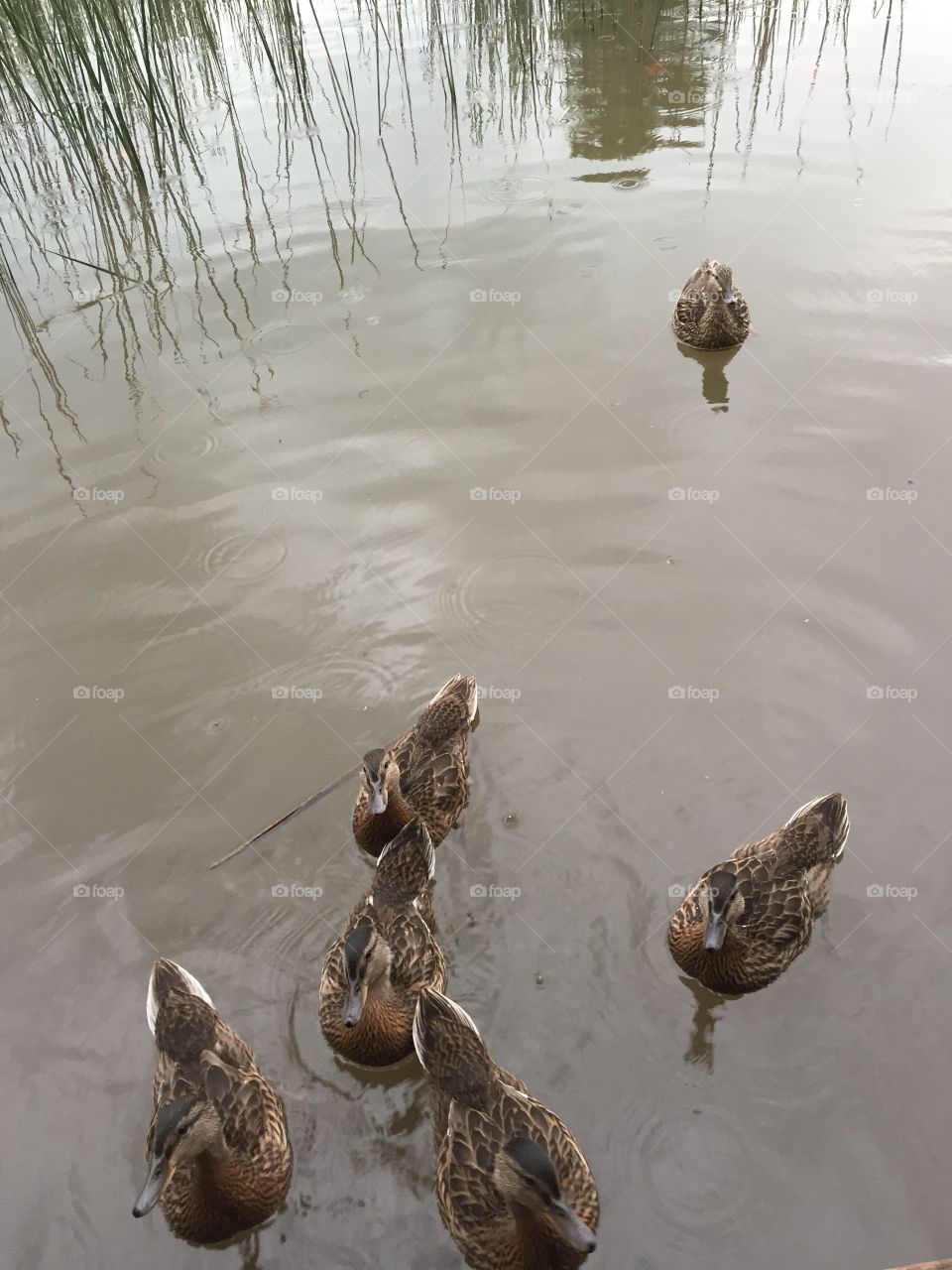 Feeding the ducks. Ducks in a pond