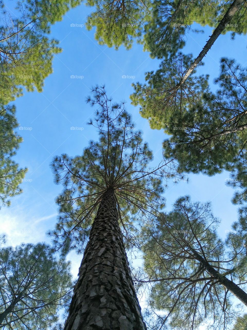 blue sky and tree tops