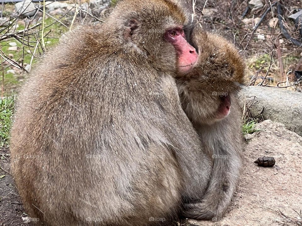 Snow Monkeys keeping warm from the cold