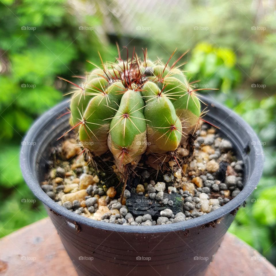 A little Cactus is in the flowerpot