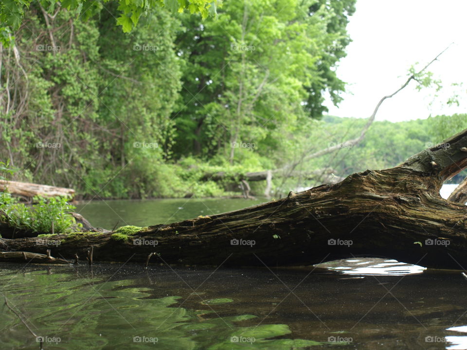Tree fallen on the water