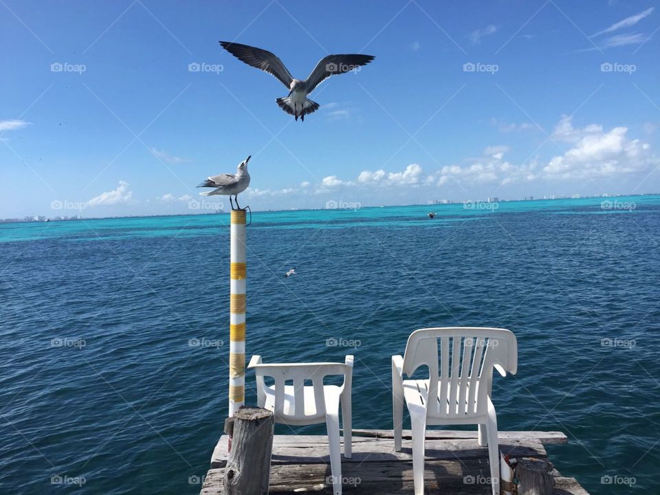 birds at pier, Isla Mujeres