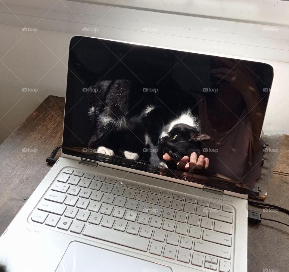 cat on laptop / gato en pantalla