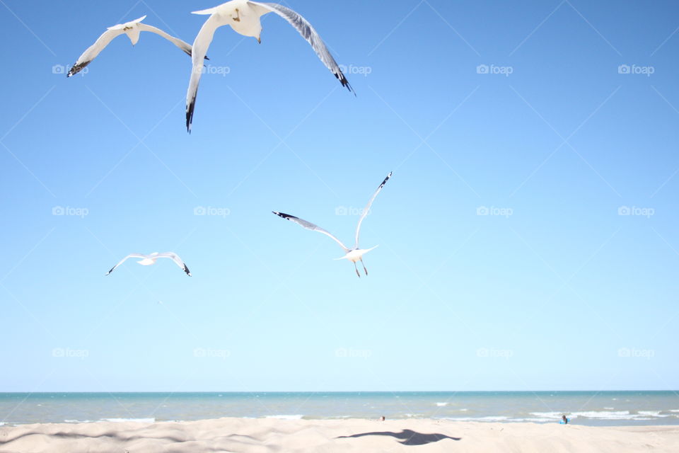 Seagulls on beach on Lake Michigan. 