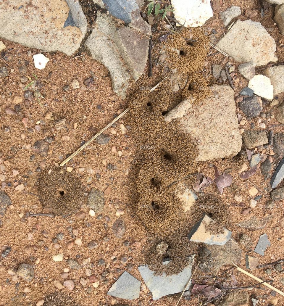 Ant structures in the wild