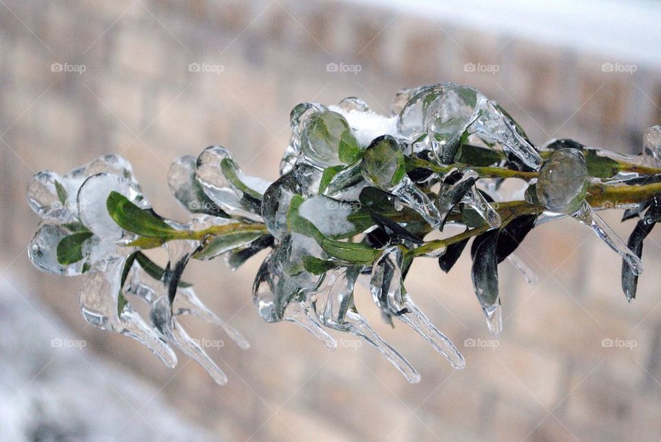Plants In Ice