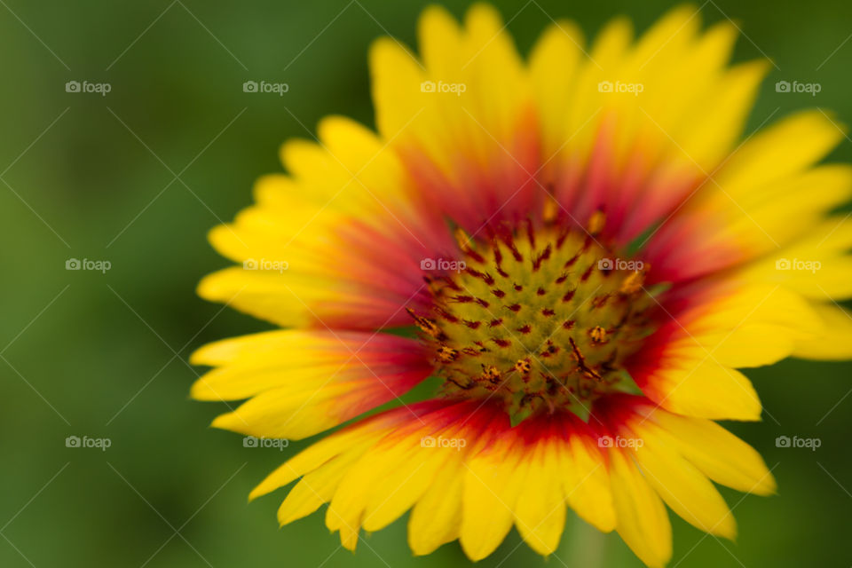 Gerbera Yellow Orange Green Beautiful Flower