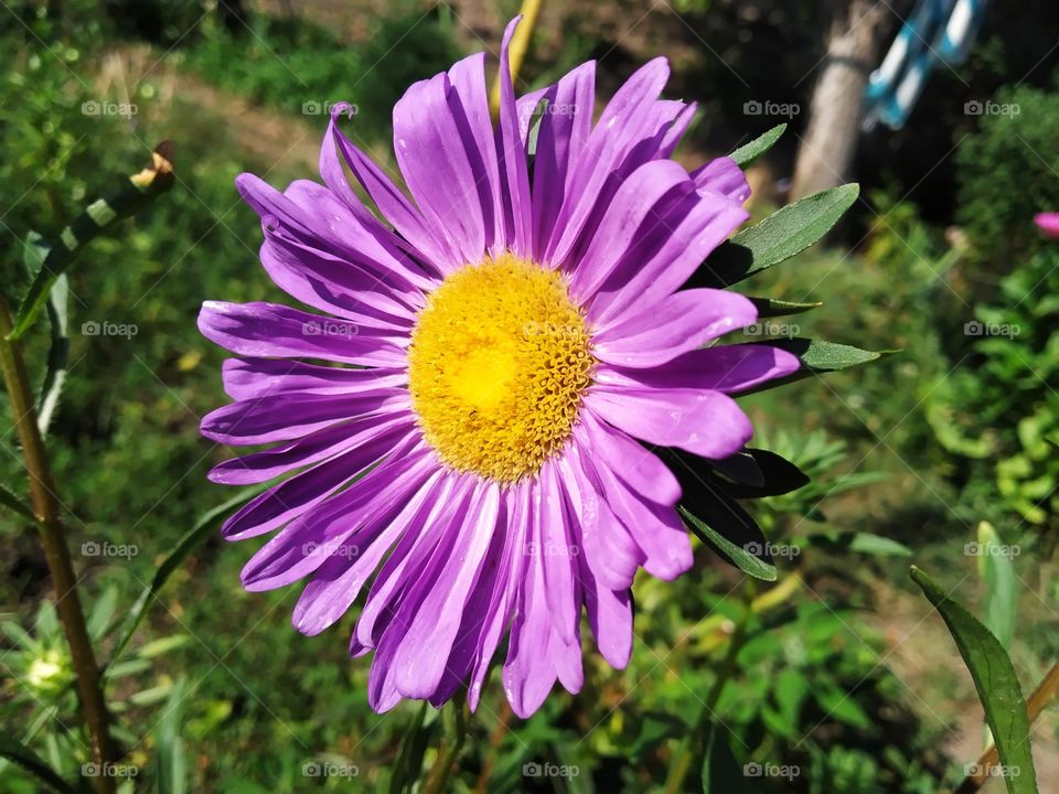 Aster