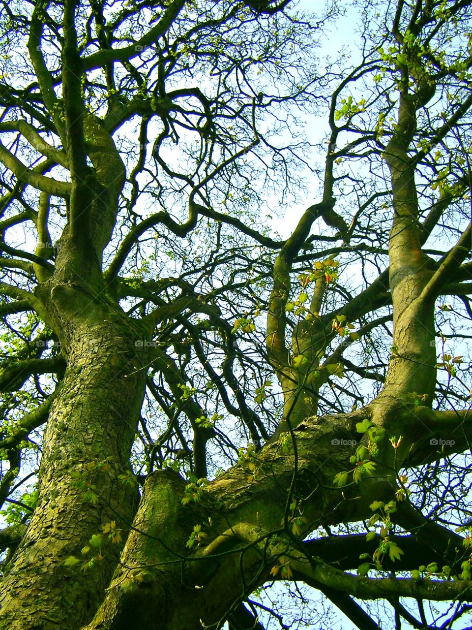 A tree at Holker Hall & Garden, UK