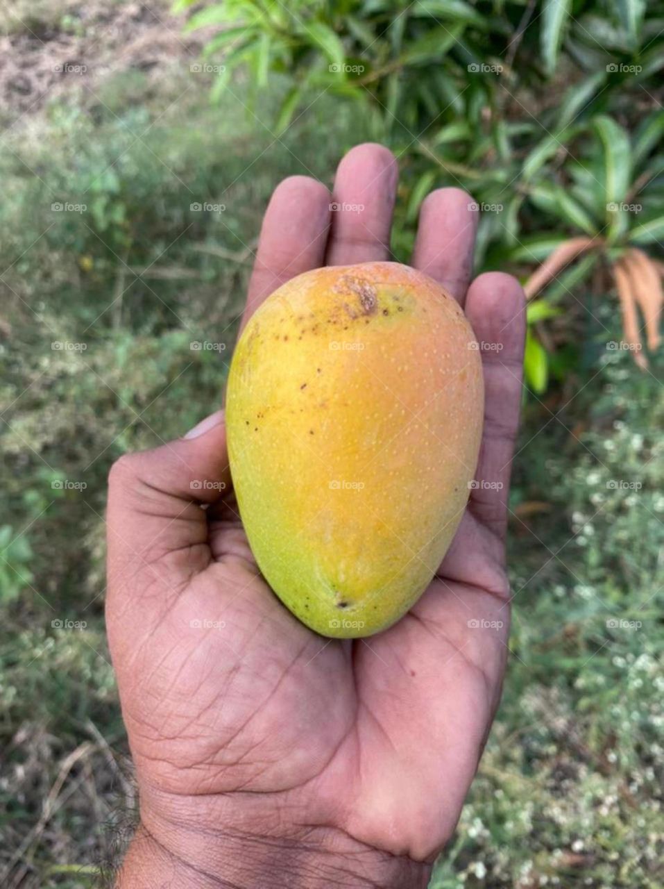 Mango