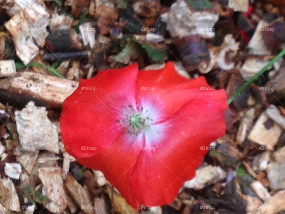 Poppy just before winter