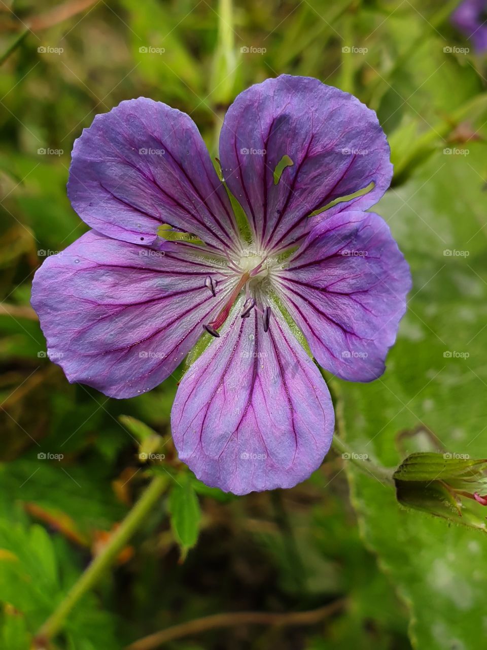wild violet flower closeup