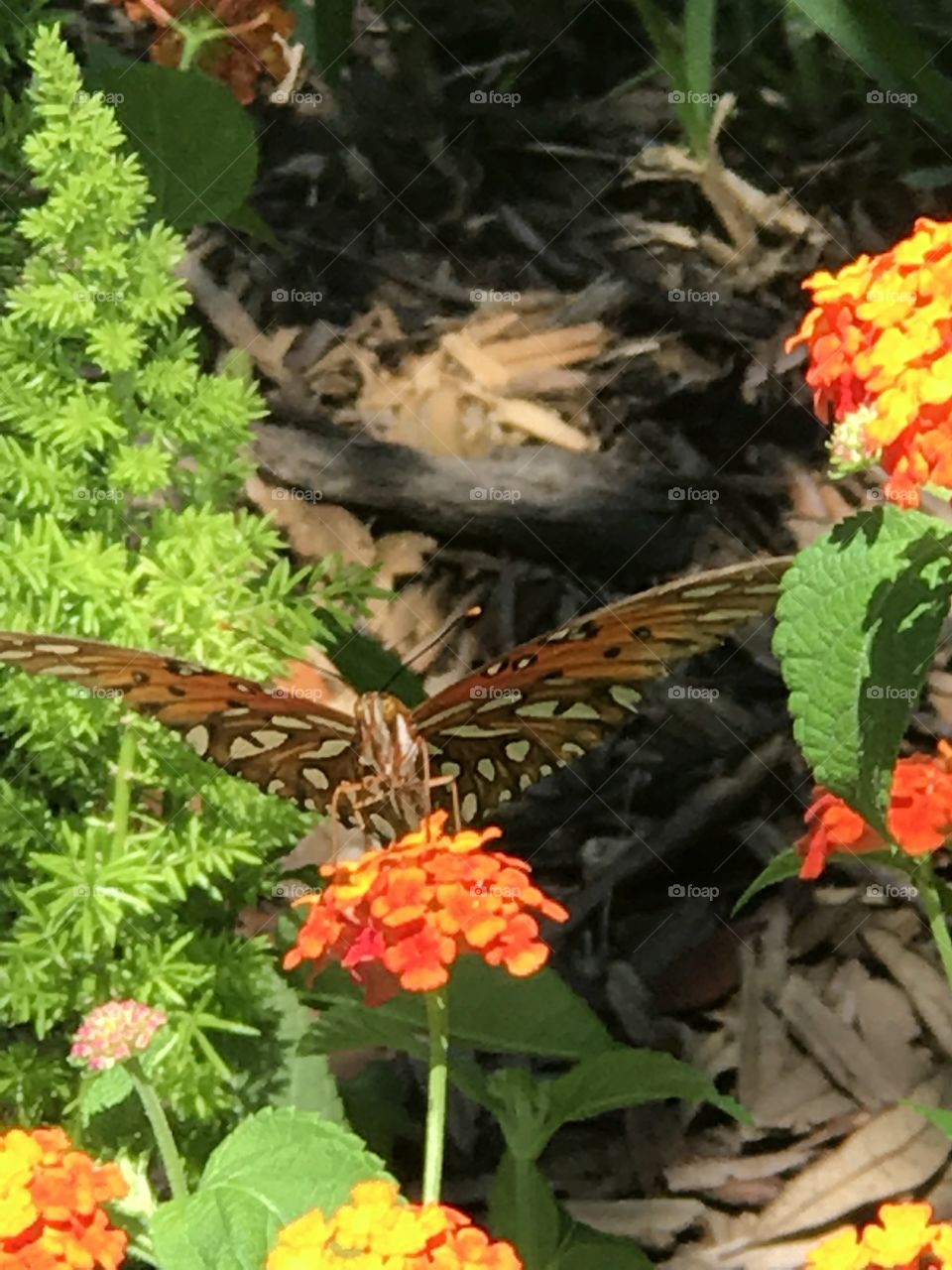 Butterfly on orange flowers

