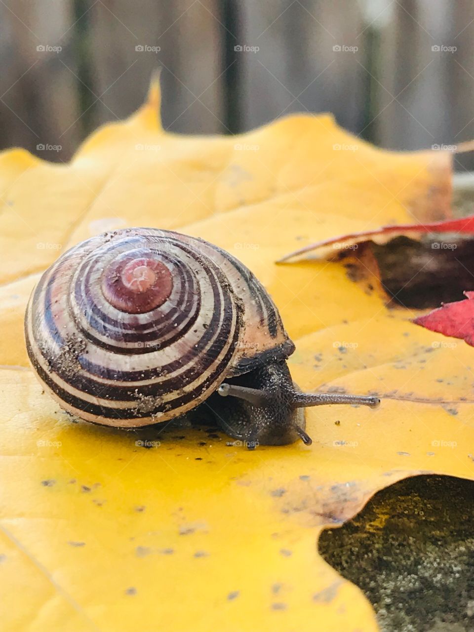 Snail on a maple leaf looking at the camera