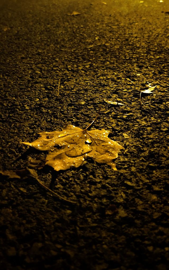 Autumn leaf