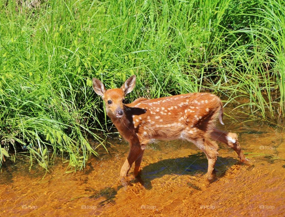 A new little fawn walking in a creek