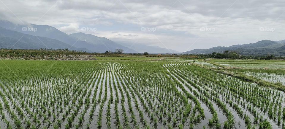 aerial view of rice fields in taiwan