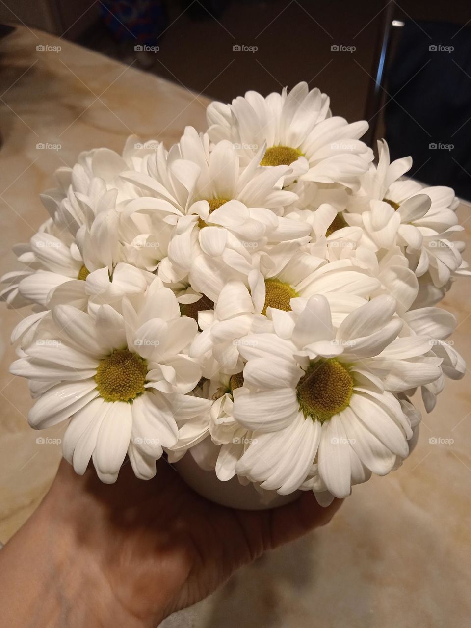 white chrysanthemum