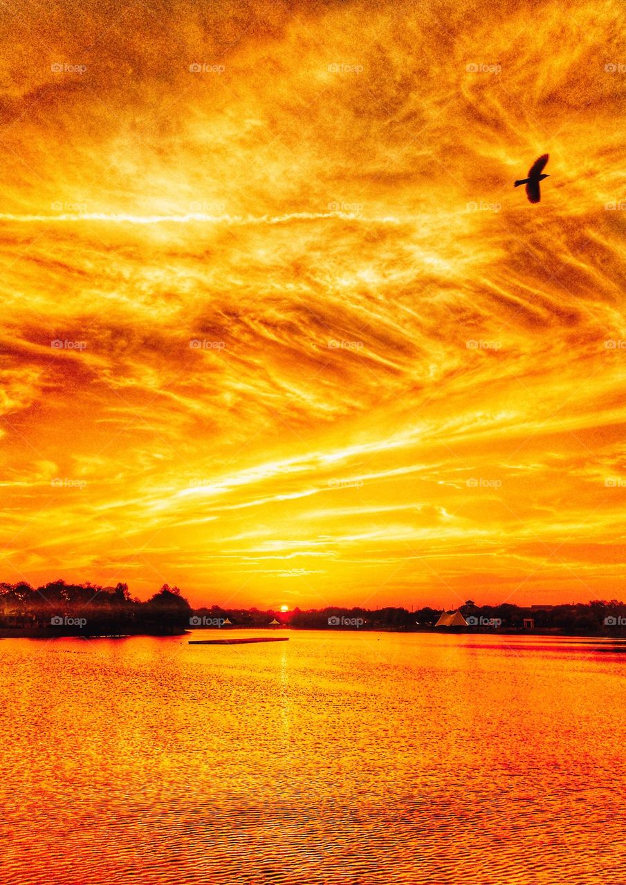 A golden orange sunrise at Cranes Roost Park in Altamonte Springs, Florida. As I was taking pics of the sunrise, a flock of birds flew by and I was able to catch the last one in this photo.