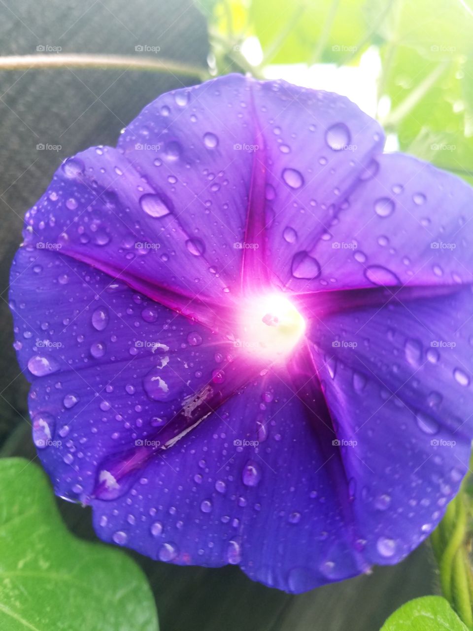 Stunning Flower