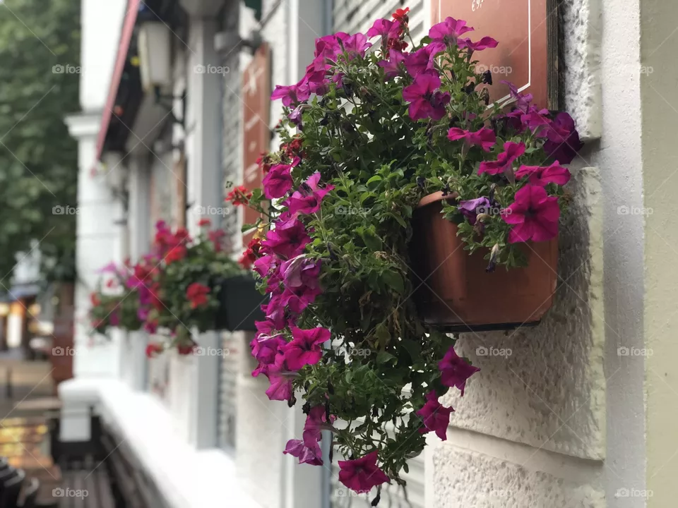 Flowers 