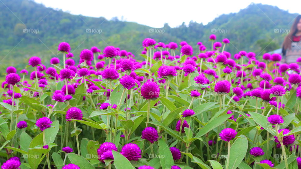 Beautiful garden ...