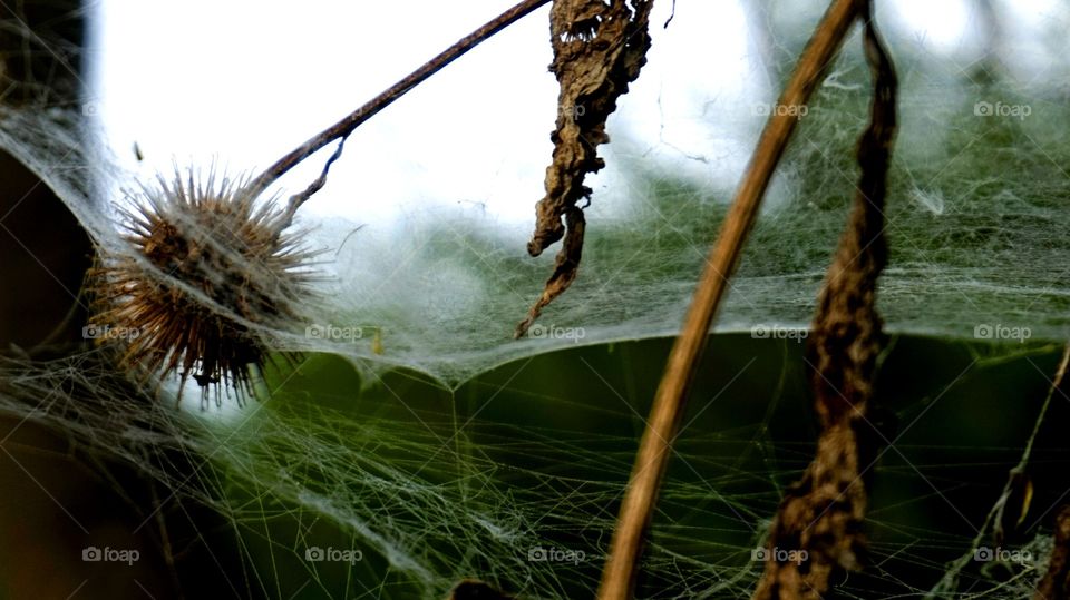web. nature forest trees spider web
