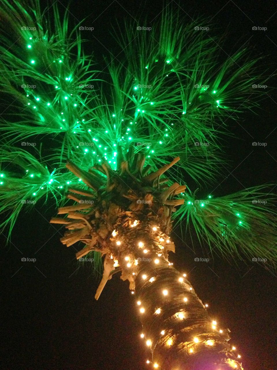 A palmetto tree decorated for Christmas in myrtle Beach South Carolina.