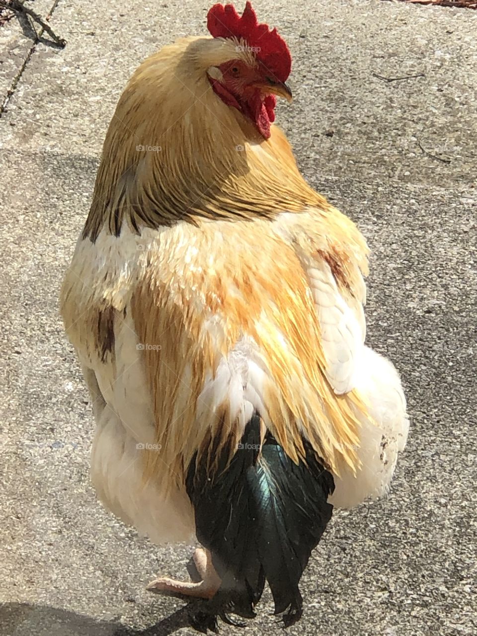 Dilly the rooster 