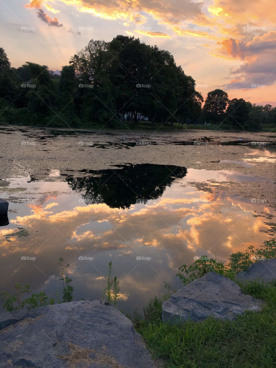 Sun setting during Golden Hour over Butterfly Pond in Lincoln, RI USA, with clouds and sky reflected in the water, and silhouetted trees in background. 