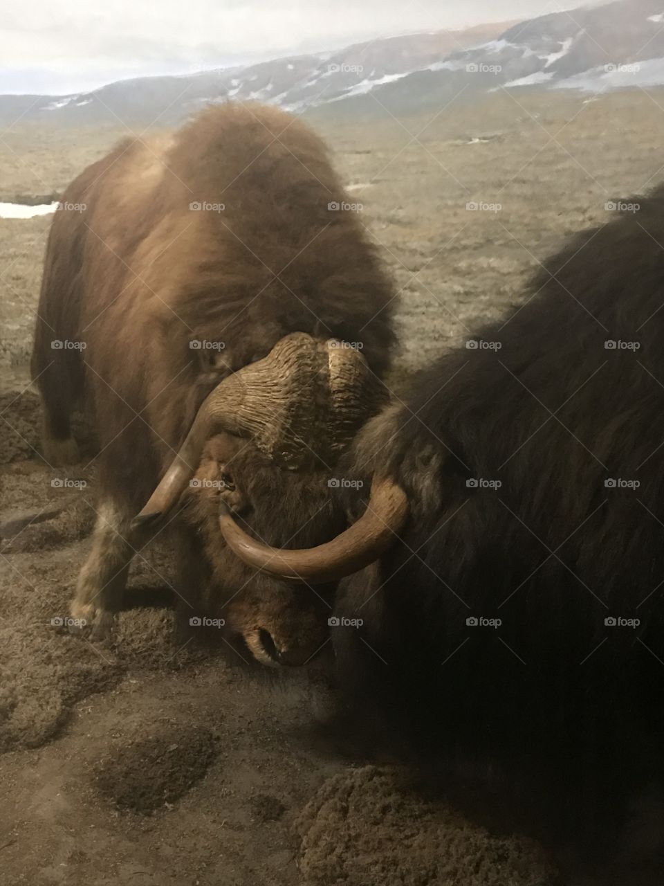 Bison fighting for the leader of the pack 