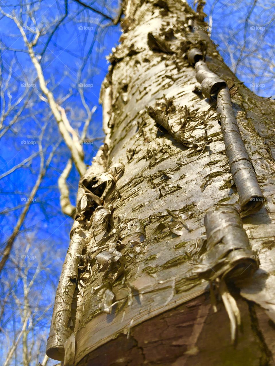 Rolled paper birch 