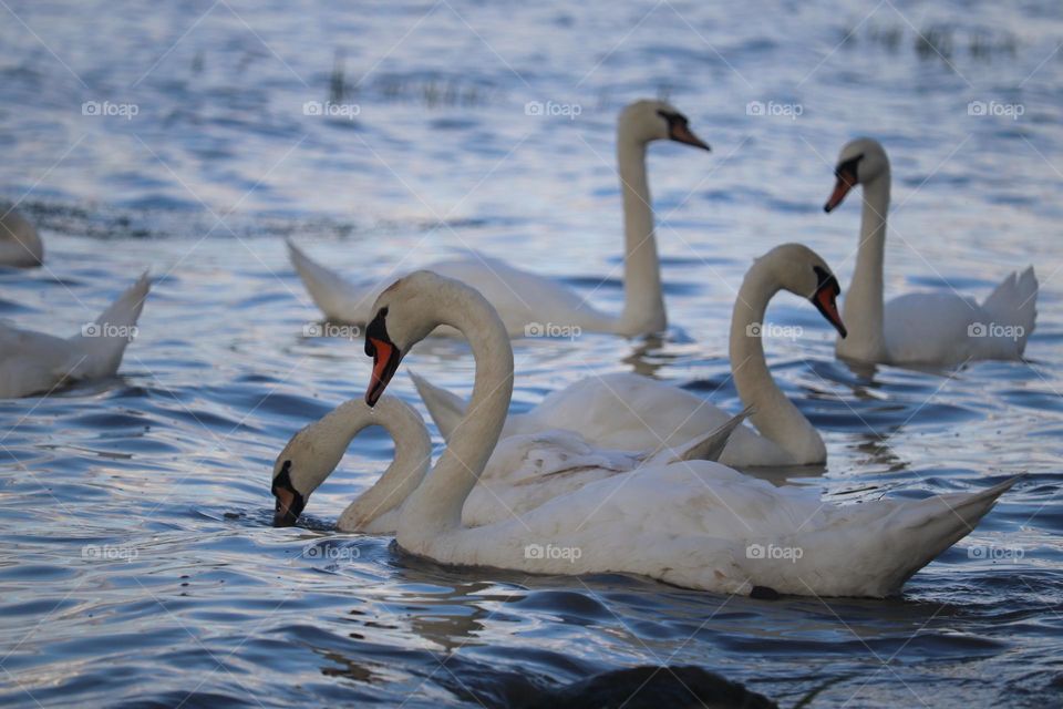 Flock of swans