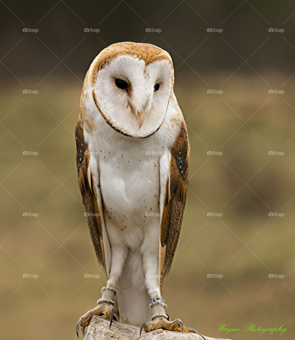 barn owl